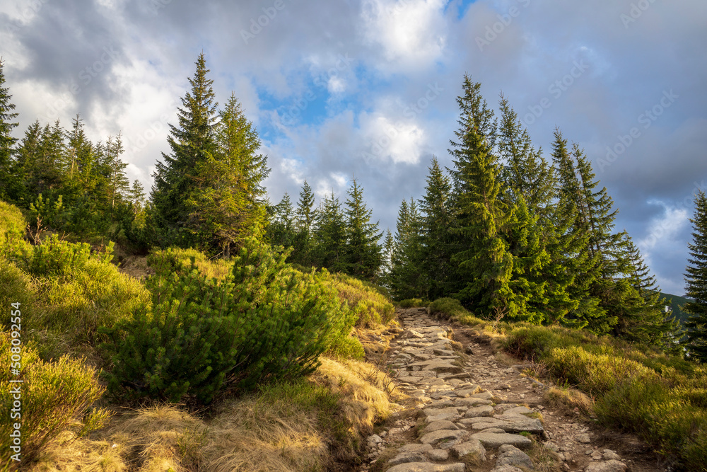 A forest in the Western Tatras in the afternoon. Myslenickie Turnie nearby. A forest in the Western Tatras in the afternoon. Myslenickie Turnie nearby.