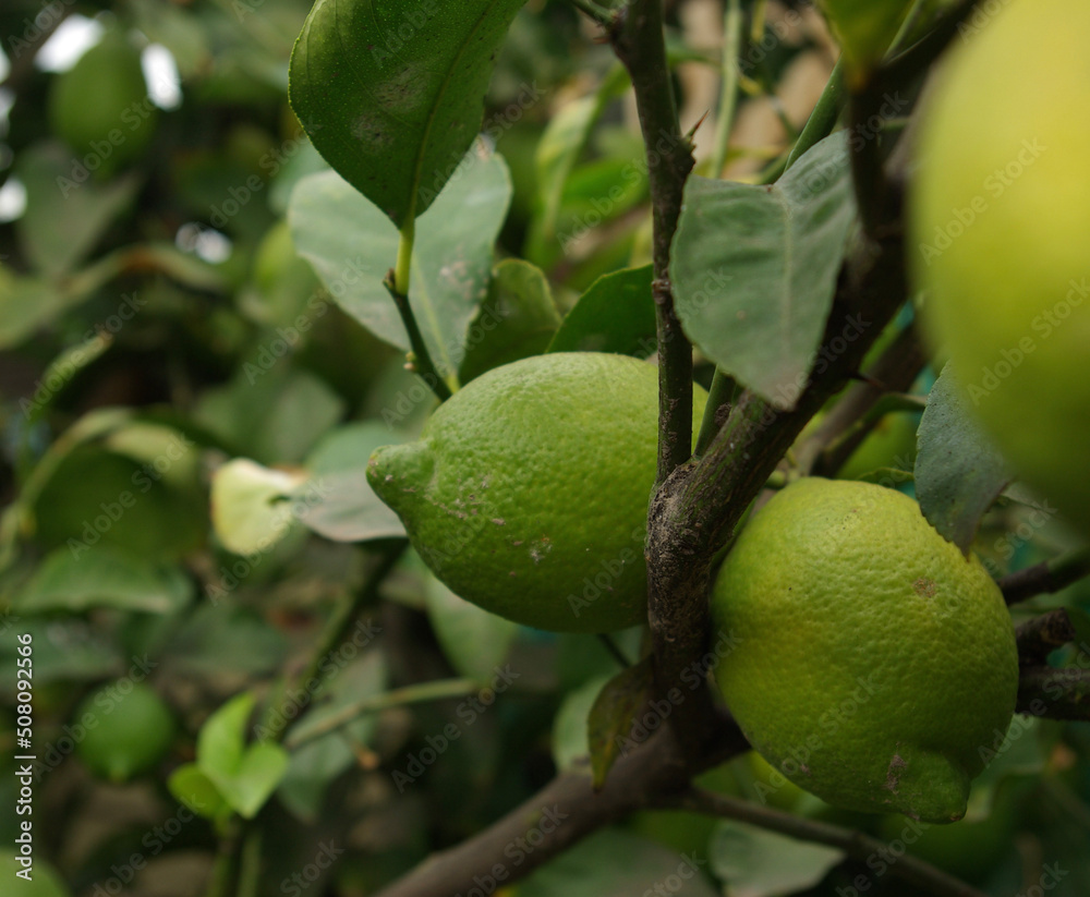 lemon on tree