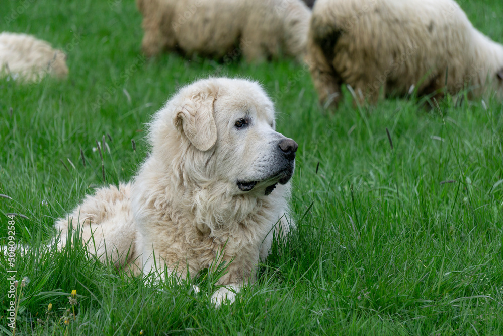 A shepherd dog is guarding a herd of sheep in the Tatra Mountains.