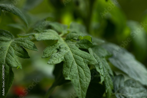 Growing tomato leaf close up