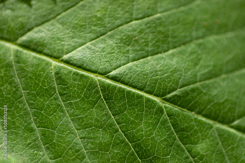 Green leaf close up Green leaf close up