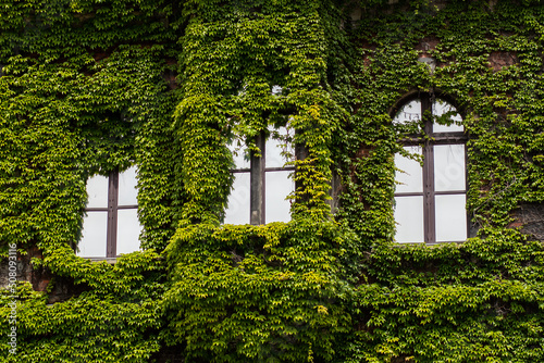 Old building windows covered by ivy 