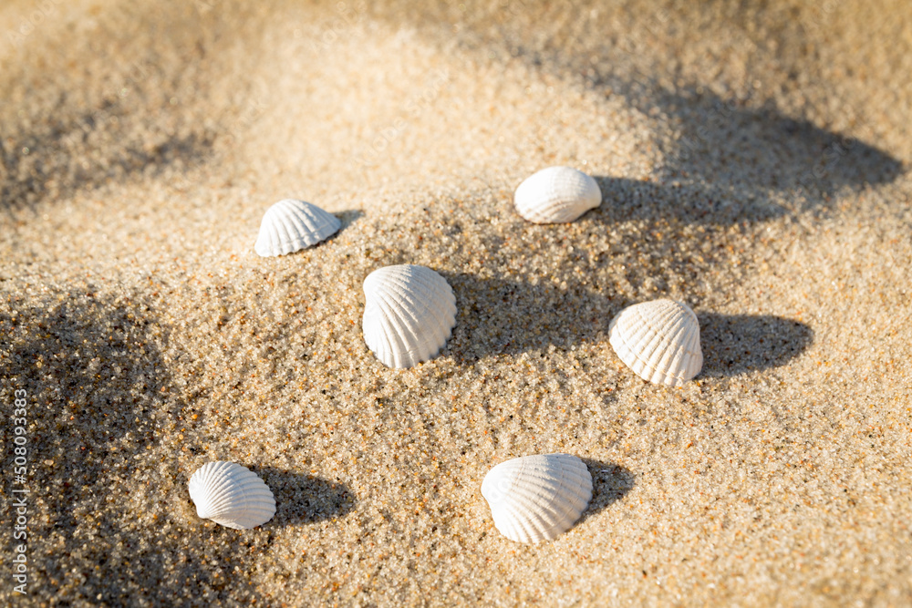 Seashells on sand beach. Background sea sand grains, fine beach sand and shells. Seashells on sand beach. Background sea sand grains, fine beach sand and shells.