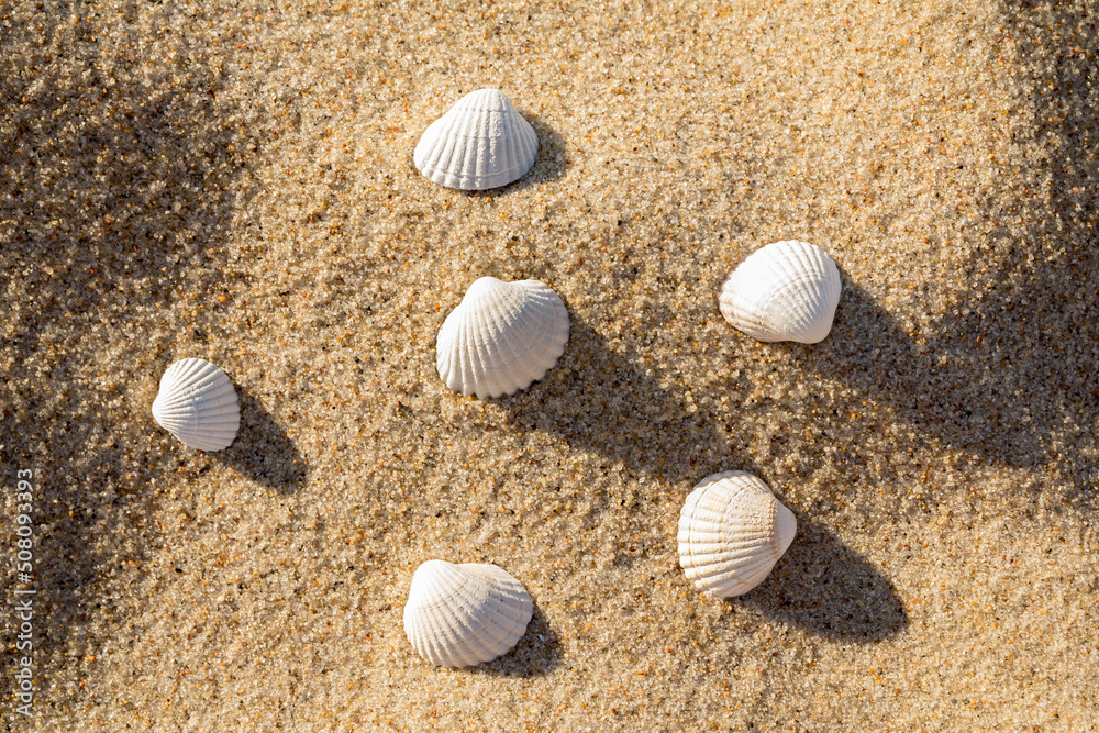 Seashells on sand beach. Background sea sand grains, fine beach sand and shells. Seashells on sand beach. Background sea sand grains, fine beach sand and shells.