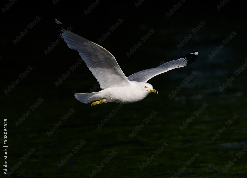 Ring-billed Gull flying over river on dark green background Ring-billed Gull flying over river on dark green background