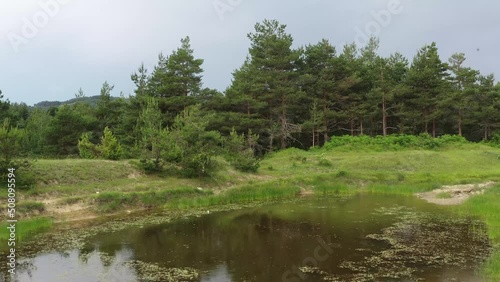 forest lake in the summer