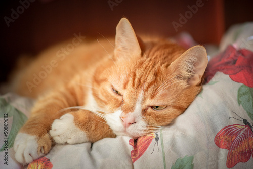 Portrait of a beautiful elderly ginger cat in a home studio. © shymar27