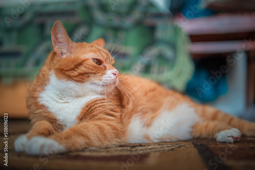 Portrait of a beautiful elderly ginger cat in a home studio.