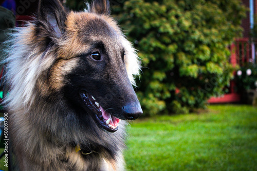 german shepherd puppy