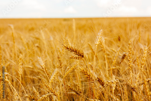 Wheat field  fresh harvest of wheat.