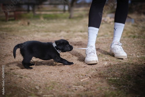 Black puppies mixed of Labrador retriever and Border collie © Vesna