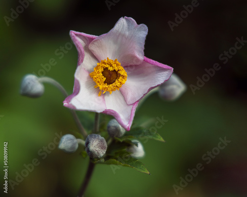 Pale pink and white isolated peony flower (Paeonia mairei) on green background photo