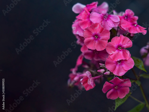 Pink garden phlox  Phlox paniculata   also called summer phlox  on dark background