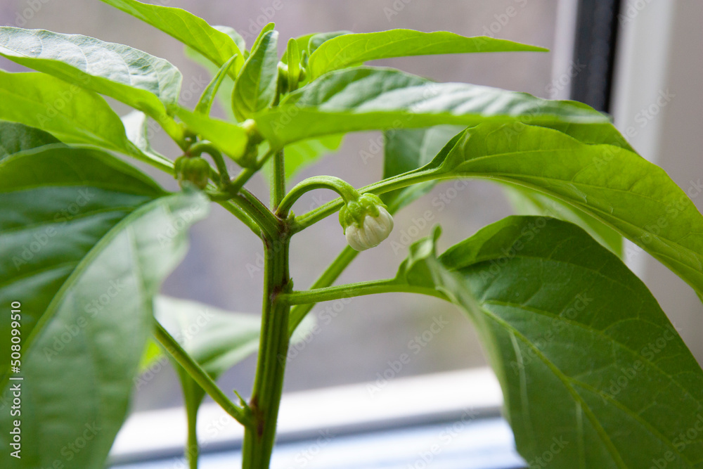 Sweet pepper grows in a pot on the window. home garden Sweet pepper grows in a pot on the window. home garden