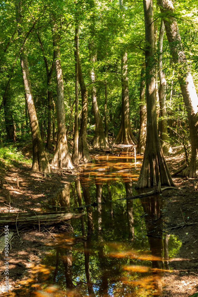 Obraz premium old growth bottomland hardwood forest in Congaree National park in South Carolina 