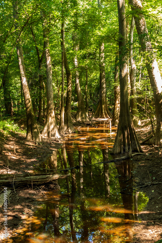 old growth bottomland hardwood forest in Congaree National park in South Carolina 