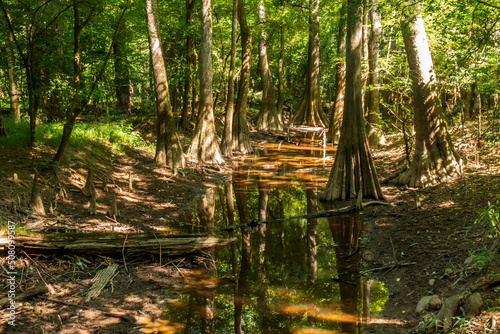 old growth bottomland hardwood forest in Congaree National park in South Carolina 