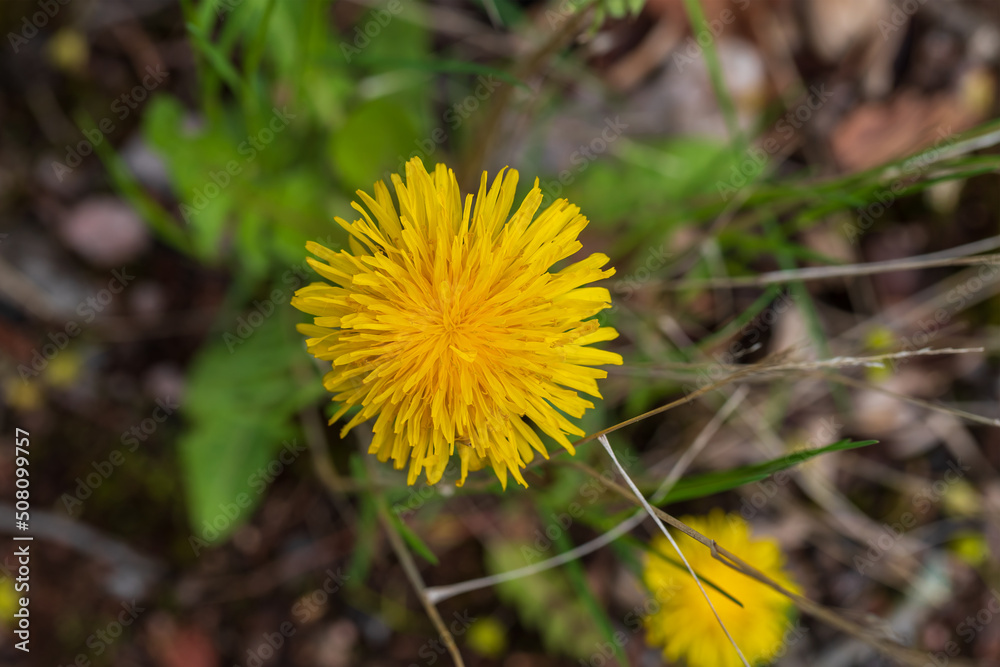 Yellow dandelion flower - Taraxacum officinale in bloom. Yellow dandelion flower - Taraxacum officinale in bloom.