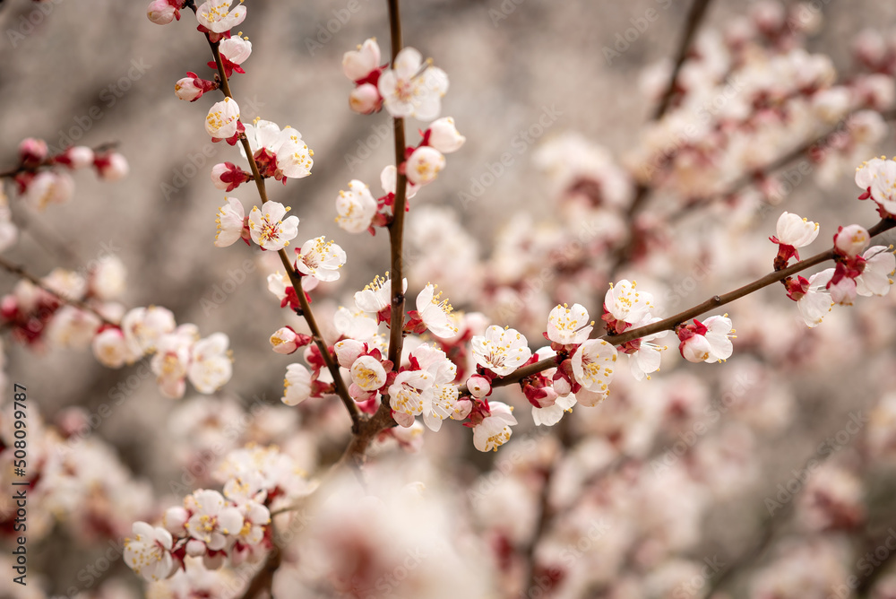white cherry tree blossom in spring white cherry tree blossom in spring