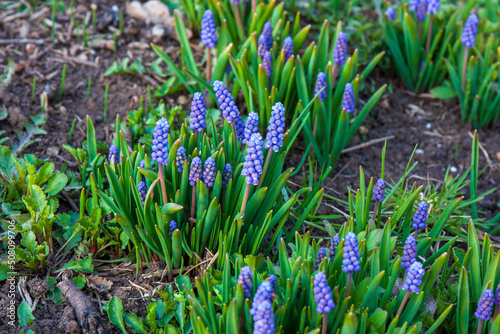 Blue Muscari flowers. A group of Grape hyacinth  Muscari armeniacum  blooming in the spring garden. 