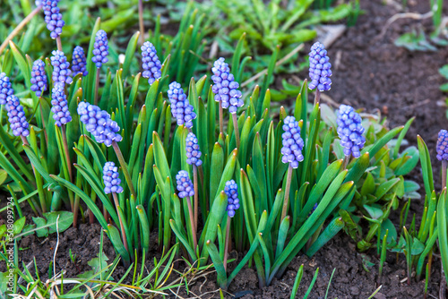 Blue Muscari flowers. A group of Grape hyacinth (Muscari armeniacum) blooming in the spring garden. 