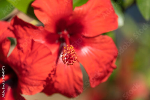 Blooming Red Hibiscus Flowers with Plenty of Leaves.  © mustafaoncul