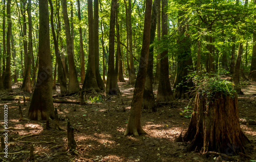 old growth bottomland hardwood forest in Congaree National park in South Carolina
 photo