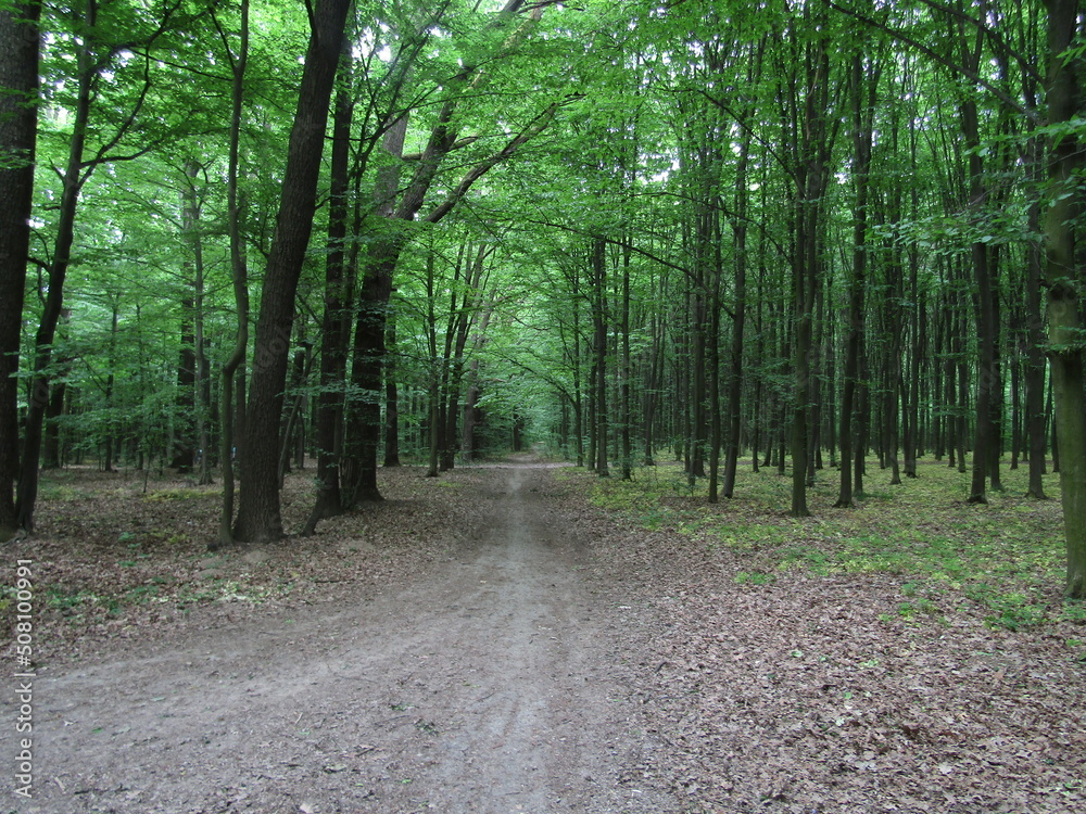 Fototapeta premium path in the woods