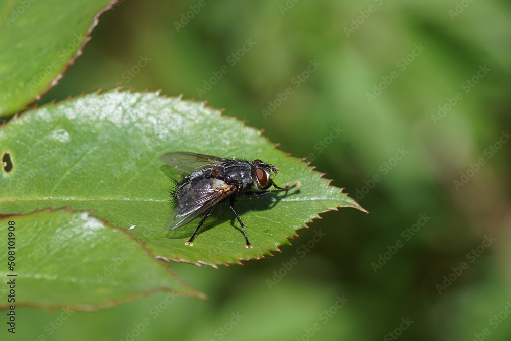 Close up tachinid fly Blepharipa pratensis, synonym Panzeria rudis of the family Tachinidae. On a leaf of a rose shrub. Dutch garden. Spring, May, Netherlands Close up tachinid fly Blepharipa pratensis, synonym Panzeria rudis of the family Tachinidae. On a leaf of a rose shrub. Dutch garden. Spring, May, Netherlands