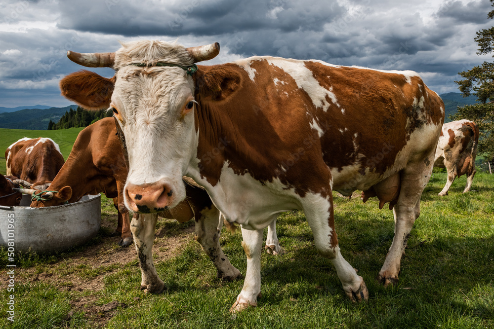 Cow walk in fron of camera, close up