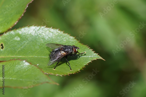 Close up tachinid fly Blepharipa pratensis, synonym Panzeria rudis of the family Tachinidae. On a leaf of a rose shrub. Dutch garden. Spring, May, Netherlands