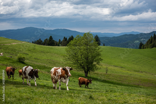 Cows herd walk on green pasture in Pieniny National Park and Mountains, Poland