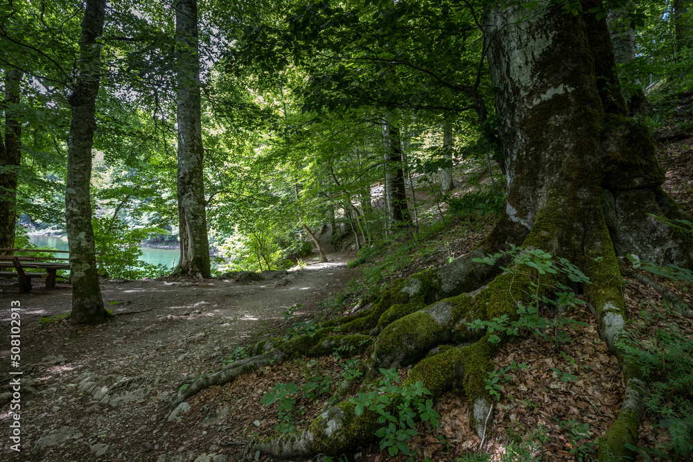 Old trees grow along the path at the nature park near the lake Biogradske jezero in Montenegro Old trees grow along the path at the nature park near the lake Biogradske jezero in Montenegro