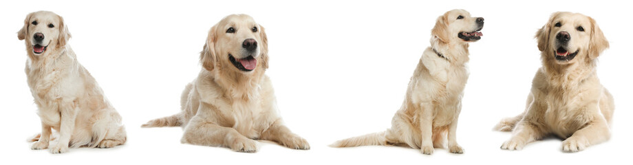 Collage with photos of cute dog on white background. Banner design