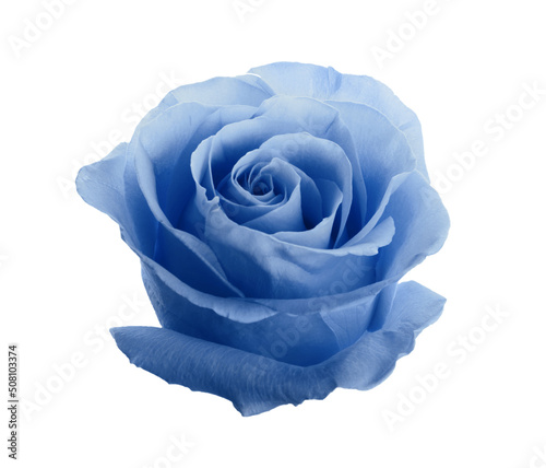Beautiful blooming light blue rose on white background
