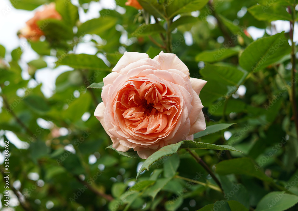 Full-blown rose in the color of apricots. The flower is large and in the distance we see other buds and flowers. Full-blown rose in the color of apricots. The flower is large and in the distance we see other buds and flowers.