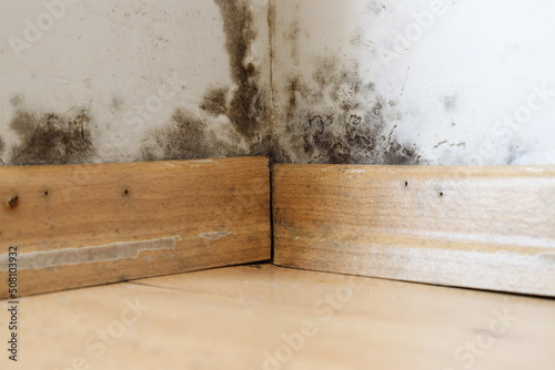 Damp buildings damaged by black mold and fungus, dampness or water. infiltration, insulation and mold problems in the wall of the house