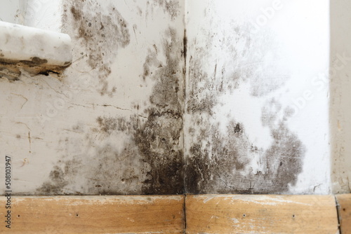 Damp buildings damaged by black mold and fungus, dampness or water. infiltration, insulation and mold problems in the wall of the house