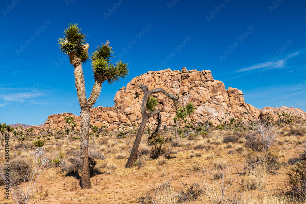 Joshua Trees or yucca against the clear blue sky and large boulders in Joshua Tree national Park in California during summer. Joshua Trees or yucca against the clear blue sky and large boulders in Joshua Tree national Park in California during summer.
