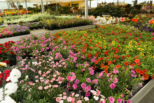 Canvas Print Many different beautiful blooming plants in garden center