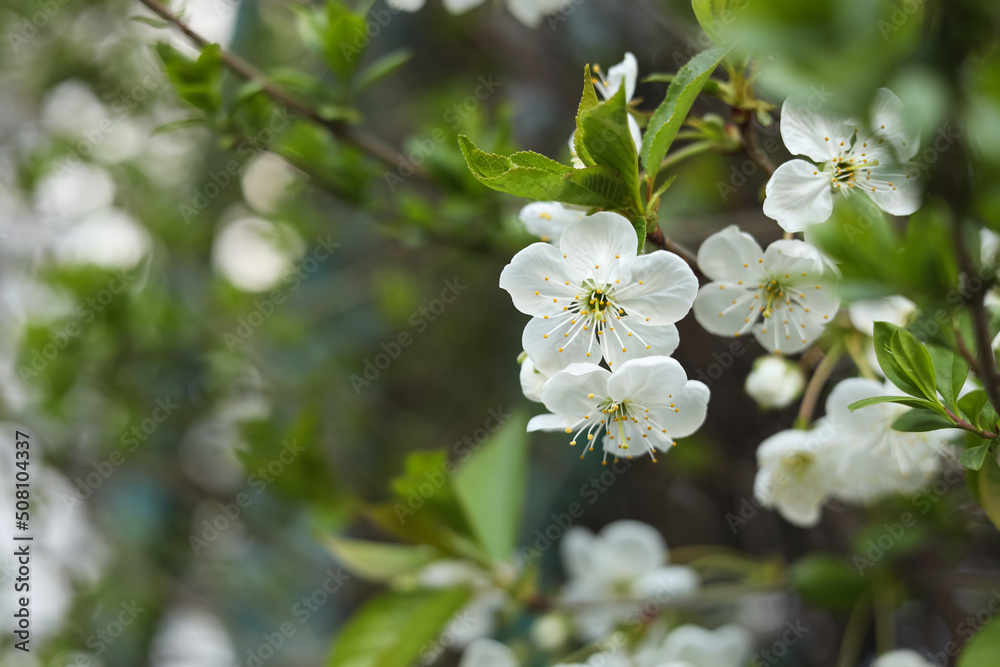 Closeup view of beautiful blossoming tree outdoors, space for text. Spring season Closeup view of beautiful blossoming tree outdoors, space for text. Spring season