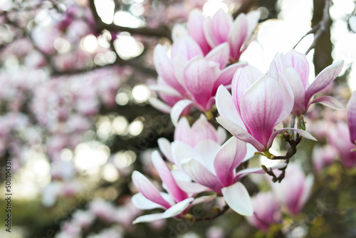 Closeup view of magnolia tree with beautiful flowers outdoors, space for text. Awesome spring blossoms