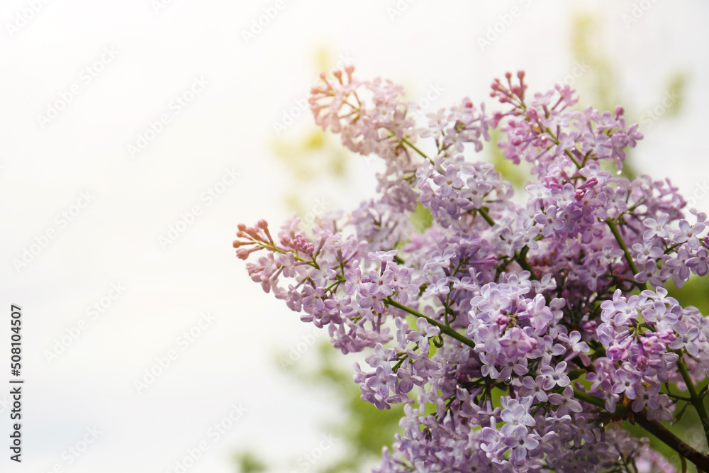 Fototapeta premium Beautiful blossoming lilac outdoors on sunny day, closeup. Space for text
