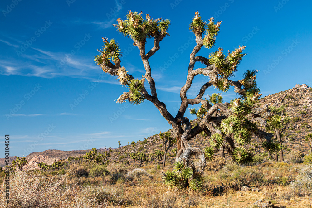 Joshua Trees or yucca against the clear blue sky and large boulders in Joshua Tree national Park in California during summer. Joshua Trees or yucca against the clear blue sky and large boulders in Joshua Tree national Park in California during summer.