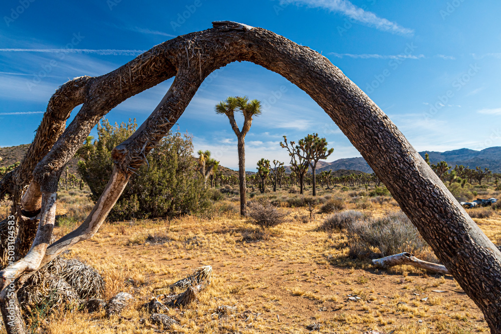 Joshua Trees or yucca against the clear blue sky and large boulders in Joshua Tree national Park in California during summer. Joshua Trees or yucca against the clear blue sky and large boulders in Joshua Tree national Park in California during summer.