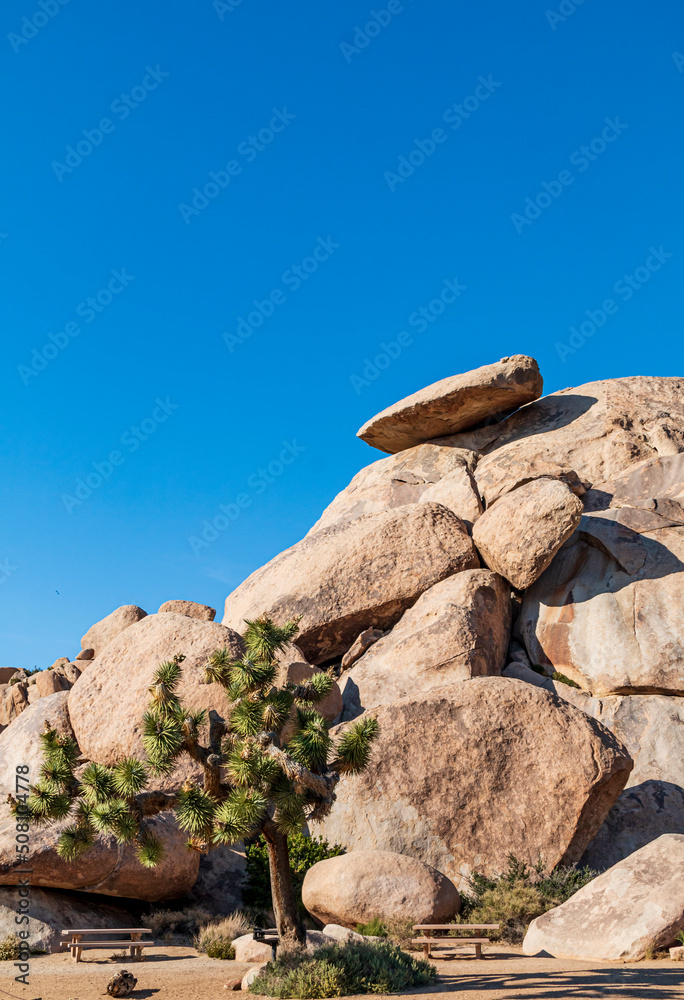 Joshua Trees or yucca against the clear blue sky and large boulders in Joshua Tree national Park in California during summer. Joshua Trees or yucca against the clear blue sky and large boulders in Joshua Tree national Park in California during summer.