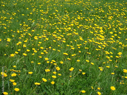 dandelion plants bloom yellow flowers in a clover field against the sky