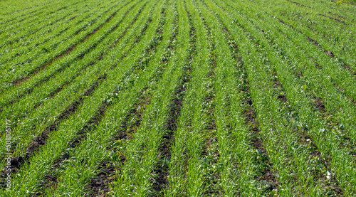green wheat sprouts perspective field