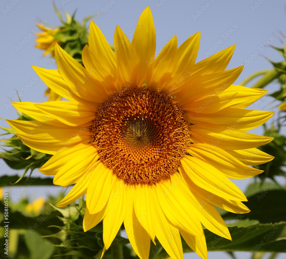 Obraz premium yellow sunflower flower from which the seeds are collected for the production of sunflower oil