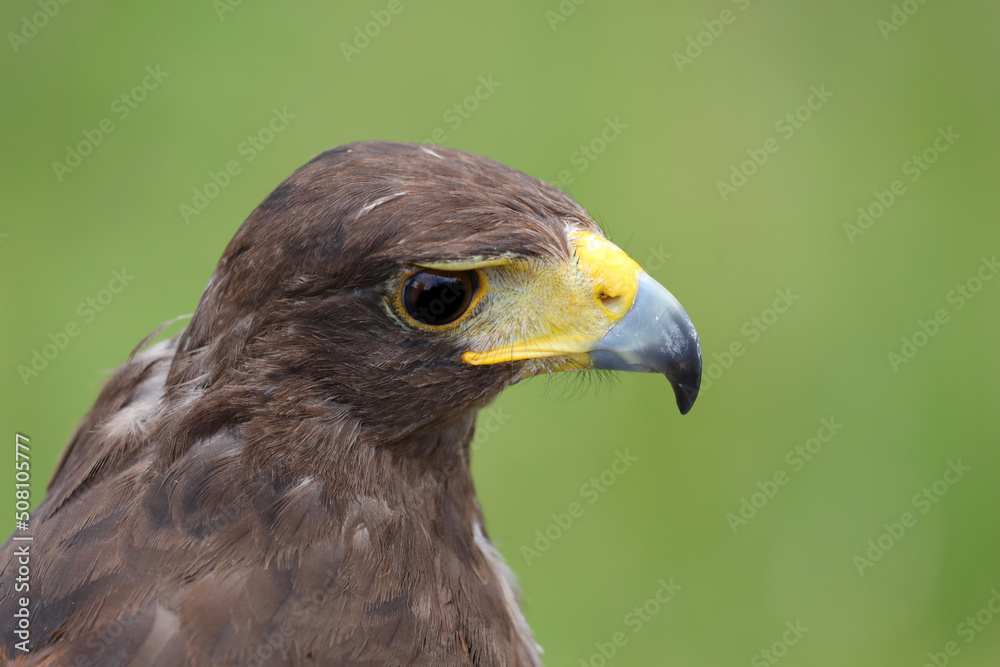 harris hawk also called Buzzard is a rapacious bird with hooked yellow beak and black eye harris hawk also called Buzzard is a rapacious bird with hooked yellow beak and black eye